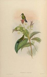 Eucephala caerula da John Gould